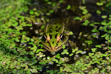 Close up of a Northern Leopard Frog poking its head out of duckweed along a river