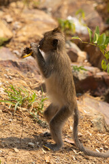 Macaque monkey, eating some fruit, on the island of Koh Chang, in the Gulf of Thailand