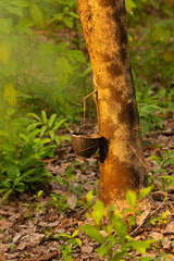 Collecting and obtaining raw latex from a tree trunk on a plantation on the island of Koh Chang,...