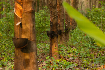 Collecting and obtaining raw latex from a tree trunk on a plantation on the island of Koh Chang, Thailand