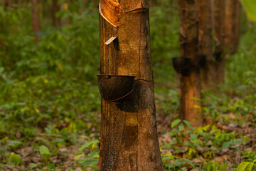 Collecting and obtaining raw latex from a tree trunk on a plantation on the island of Koh Chang, Thailand