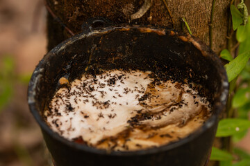 Collecting and obtaining raw latex from a tree trunk on a plantation on the island of Koh Chang, Thailand