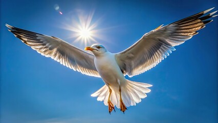 Obraz premium Seagull flying in blue sky in sunlight