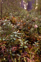 moss on the ground and lingonberry plants