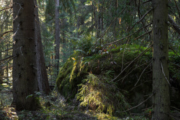 Forest landscape. Large boulder in the forest thicket. Moss-covered rock among trees. Spruce trunks. Traveling and hiking in the forest. Wild forest area.
