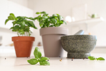Fresh basil leaves on table in kitchen
