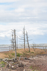 秋の野付半島の風景