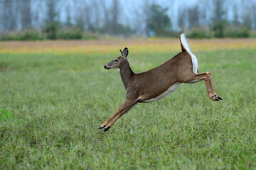 Autumn scene of a White Tailed Deer doe in running through an agriculture field