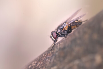 Common fly perched on a wooden rod
