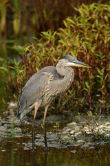 Fototapeta premium Great Blue Heron standing in tall reed along edge of river through the wetlands