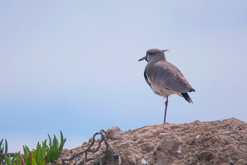 Southern lapwing perched on the ground , near the seashore