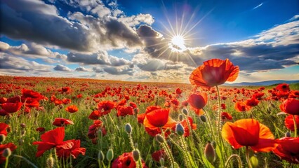 Fototapeta premium Stunning Panoramic View of a Vibrant Poppy Flower Field in Full Bloom
