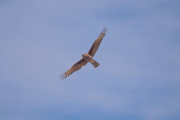 Chimango caracara flying in the blue sky