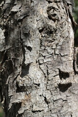 Textured Bark of a Tree in a Natural Forest Setting