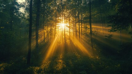 Obraz premium A serene forest scene with sunlight streaming through trees, creating a tranquil atmosphere.
