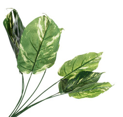 Green Leaf many Artificial spotted betel tropical leaves with branch. Dark green leaves of fake tropical spotted betel, tropical foliage plant leaf growing in wild. White background isolated © Jade