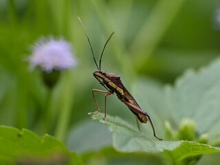 Leptocorisa oratorius on a leaf