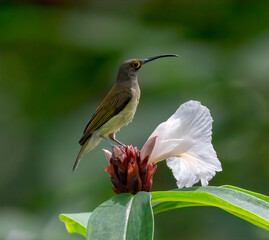 Pale Spiderhunter