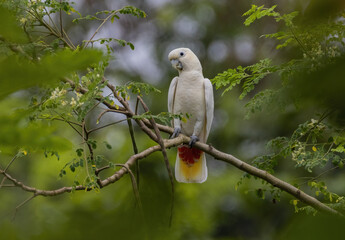 Philippine Cockatoo