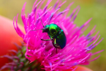 European rose chafer bug - Cetonia aurata 