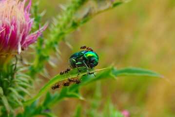 Fototapeta premium European rose chafer bug - Cetonia aurata 