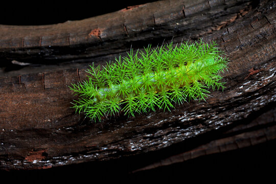 Oruga verde (Lonomia obliqua)