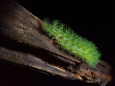 Oruga verde (Lonomia obliqua)