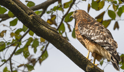 Fototapeta premium Closeup of a red-shouldered hawk perched in a tree.