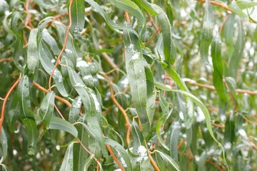 background of snowy and frozen green leaves of decorative willow.