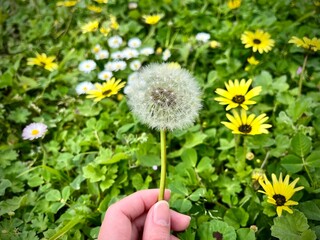 Hand Holding Dandelion Puffball Surrounded by Yellow and White Flowers in Green Foliage