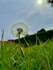 Single Dandelion Amidst Green Grass with Sun Behind Cloudy Sky