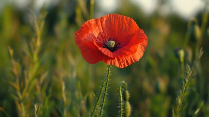 Naklejka premium A single red poppy flower blooms in a field of green grass against a soft, blurry background of greenery.