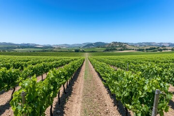 Fototapeta premium A vineyard with rows of grape vines stretching to the horizon under a blue sky.