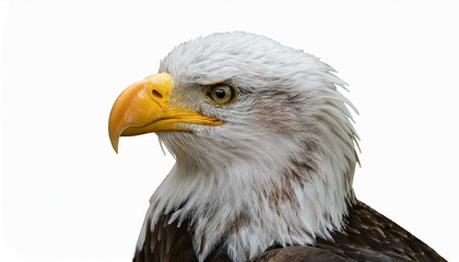 Obraz premium portrait of a eagle