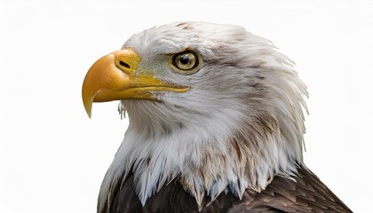 Obraz premium portrait of a eagle