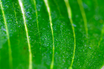 natural green leaves and water drop using background cover page environment ecology wallpaper