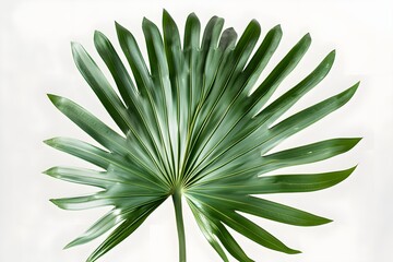 Fototapeta premium A close up of a palm leaf on a white background