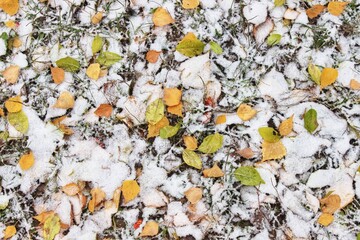 Yellow fallen birch leaves on the snowy ground