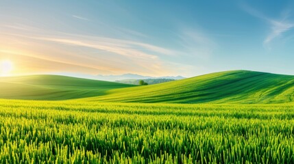 Fototapeta premium Experience the serene beauty of a vibrant green meadow, bathed in the warm glow of a stunning sunrise or sunset.