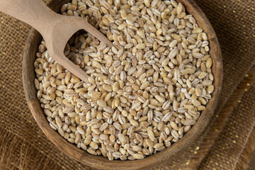 Pearl barley in neutral beige background. Whole spelt grain species. High protein fiber-rich vegan...