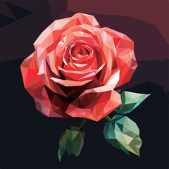red rose on black background