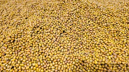 mung beans, top view, green beans