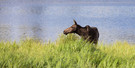 Fototapeta premium Moose by Blue Lake