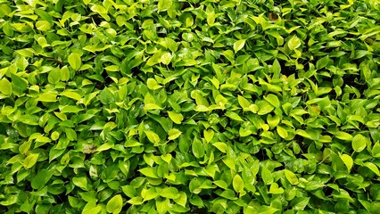 Lush Green Leaves of a Money Plant