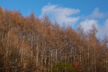 Fototapeta premium 秋の林