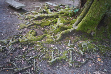 木の根と苔