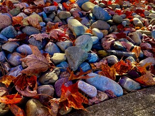 Fall foliage in a blend of amber, gold, and rust colors, captured under soft lighting that accentuates the leaf textures and seasonal atmosphere.