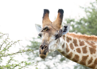 A delightful high key closeup of a giraffe’s head, framed by green acacia leaves and thorns on the plains of Africa, looking at the viewer through the feathers of two oxpeckers that adorn its face.