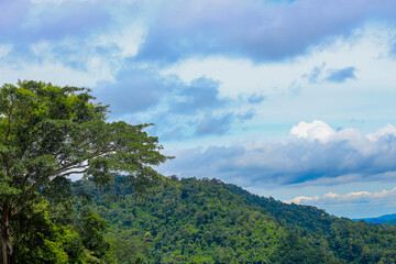 Obraz premium Beautiful nature of trees in mountain and blue skies background.