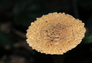 暗い林内で育つイボだらけのキヒダキワタゲテングタケのカサ（自然光＋ストロボ、マクロ接写撮影）